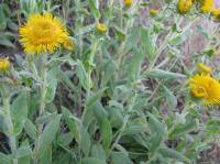 Inula helenioides