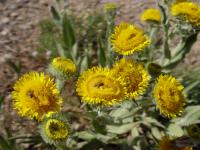 Inula helenioides