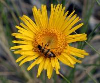 Inula montana