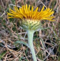 Inula montana