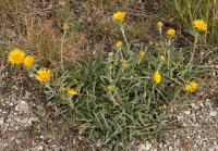 Inula montana