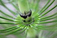 Equisetum telmateia