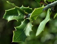 Quercus coccifera