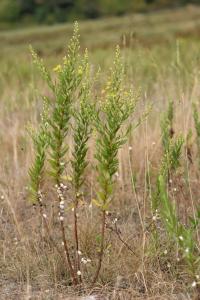 Dittrichia viscosa