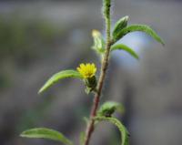 Dittrichia graveolens Dittrichia graveolens