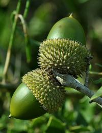 Quercus coccifera