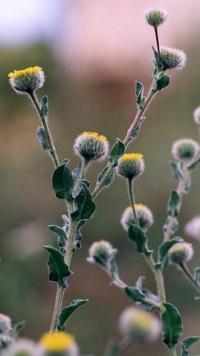 Pulicaria vulgaris