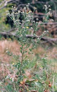 Pulicaria vulgaris