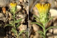 Jasonia glutinosa