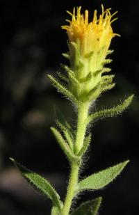 Jasonia tuberosa