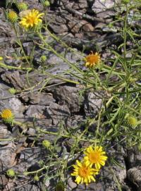 Jasonia tuberosa