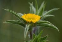 Pallenis spinosa subsp spinosa