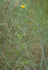 Pallenis spinosa subsp spinosa