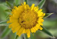Pallenis spinosa subsp spinosa