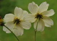 Bidens aurea