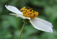 Bidens aurea