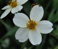 Bidens aurea