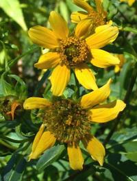 Bidens cernua