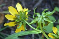 Bidens cernua