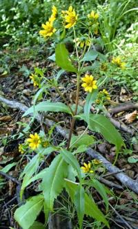 Bidens cernua