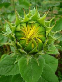 Helianthus annuus