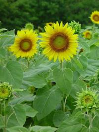 Helianthus annuus