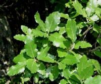 Quercus suber