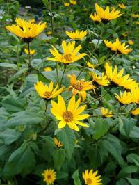 Helianthus tuberosus