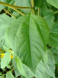 Helianthus tuberosus