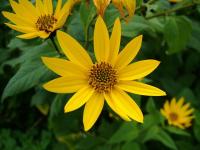 Helianthus tuberosus