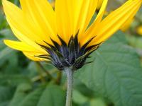 Helianthus tuberosus