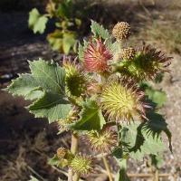 Xanthium strumarium