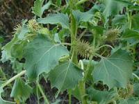 Xanthium strumarium