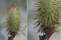 Xanthium echinatum subsp. italicum