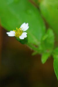 Galinsoga ciliata