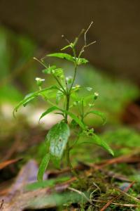 Galinsoga ciliata