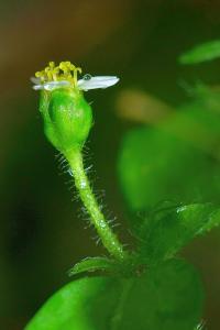 Galinsoga ciliata