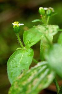 Galinsoga ciliata