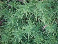 Santolina rosmarinifolia