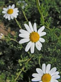 Anthemis cotula