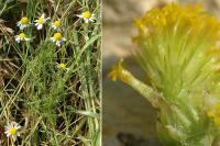 Anthemis cotula