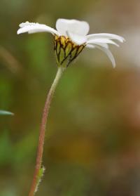 Anthemis arvensis subsp. arvensis