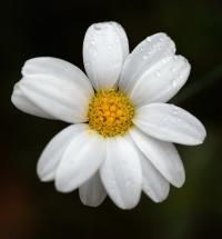 Anthemis arvensis subsp. arvensis