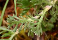 Anthemis arvensis subsp. arvensis