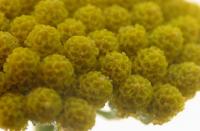 Achillea ageratum