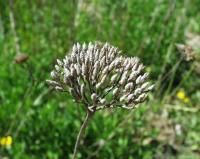 Achillea ageratum