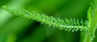 Achillea millefolium subsp. millefolium