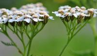 Achillea millefolium subsp. millefolium