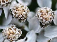 Achillea millefolium subsp. millefolium