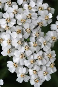 Achillea millefolium subsp. millefolium